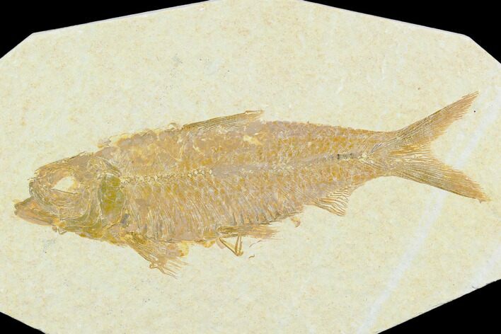 Fossil Fish (Knightia) - Green River Formation #130323